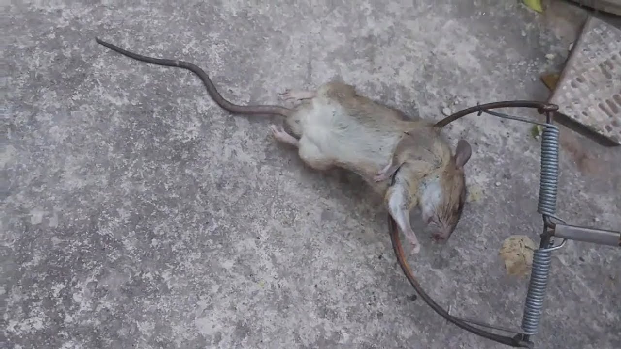 diệt chuột cần thơ