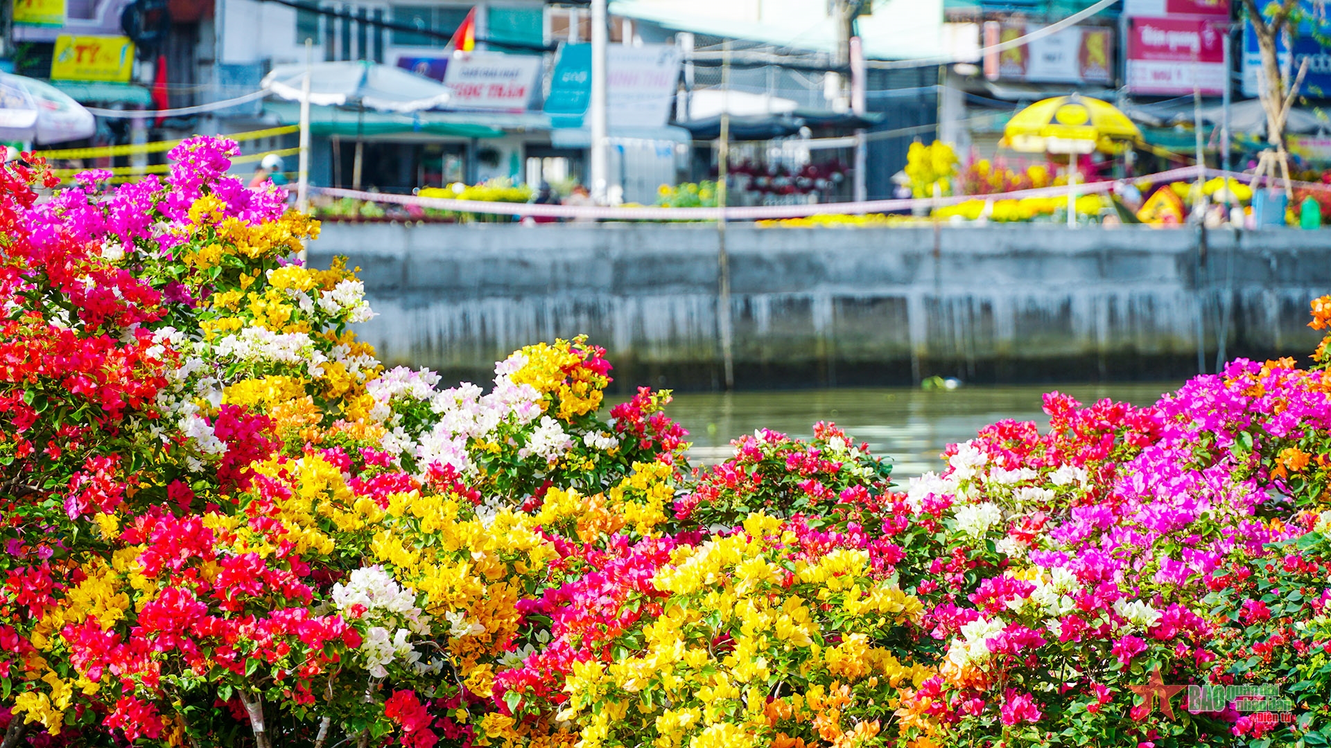 Chợ hoa Tết Cần Thơ