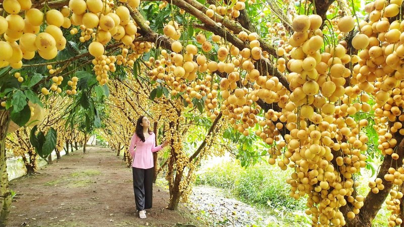 tour Du lịch sinh thái Cần thơ