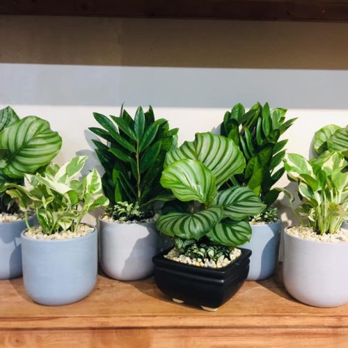 Khám Phá Ngay Top 10 Địa Chỉ Bán Cây Kiểng Cần Thơ Chất Lượng