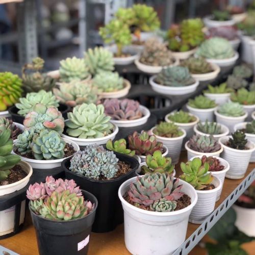Khám Phá Ngay Top 11 Địa Chỉ Bán Cây Cảnh Cần Thơ Đẹp Nhất