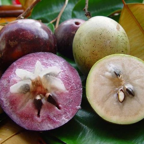 Vú Sữa Thơm Ngon