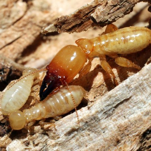 Top 10 Địa Chỉ Diệt Mối Cần Thơ Chuyên Nghiệp Và Uy Tín